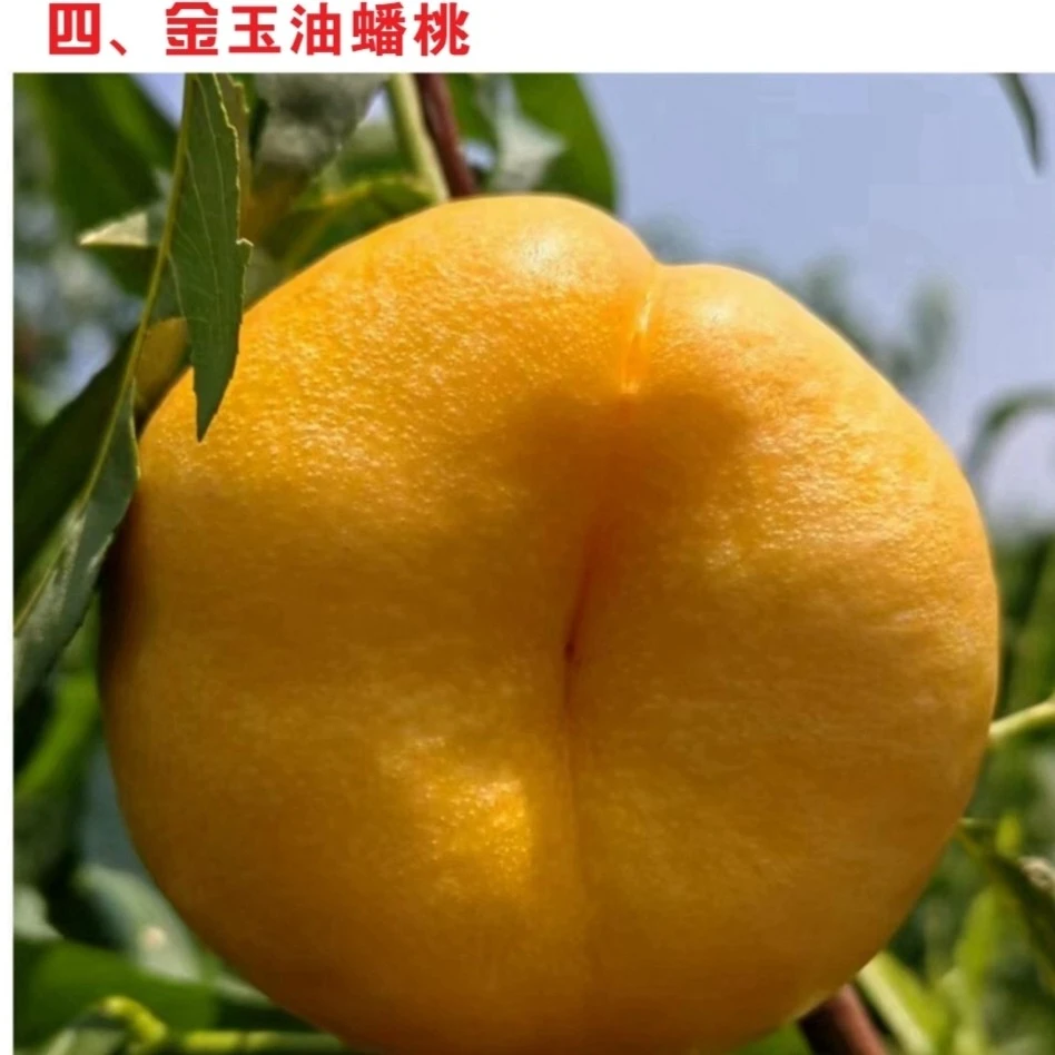 四 金玉油蟠桃苗