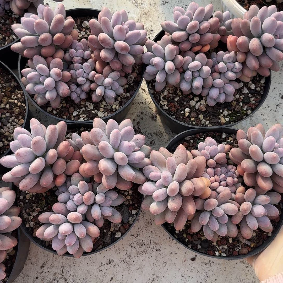 雪梨糍整无砍群生多肉