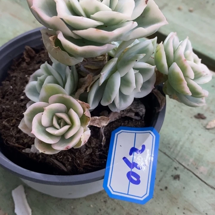 希****嘻一物一拍柠檬玫瑰多肉230