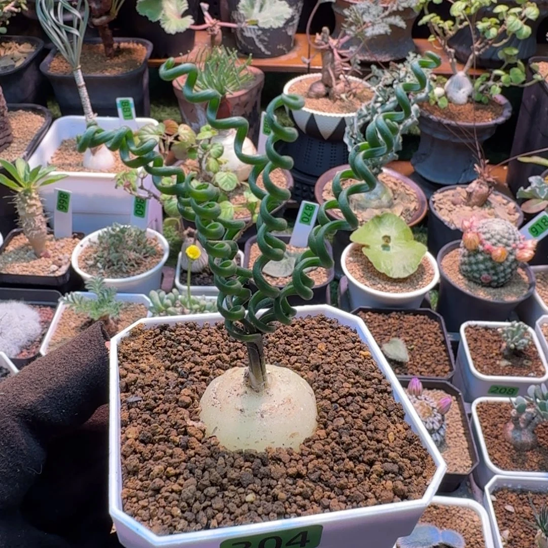 钢丝弹簧草304 仙人球