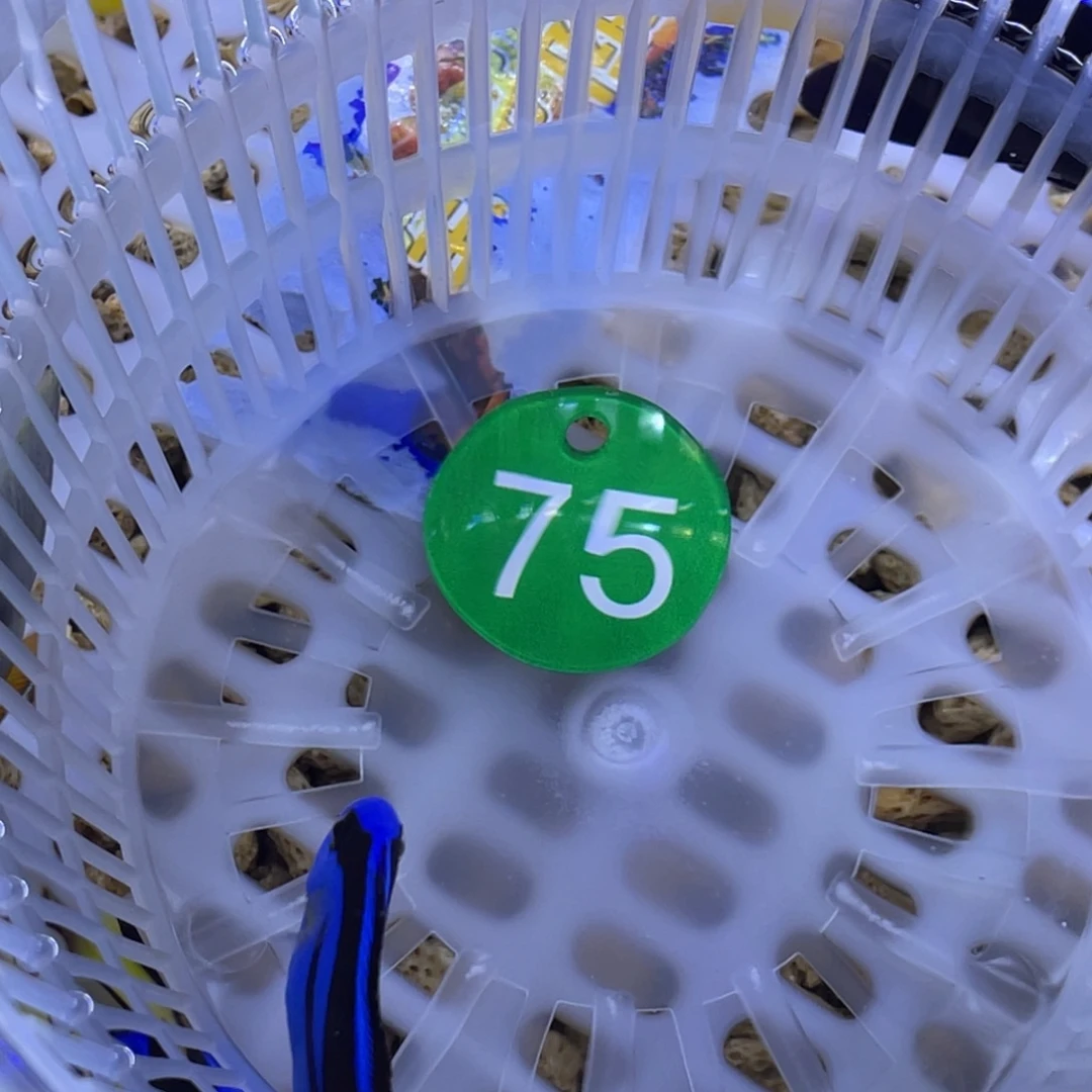 海水鱼蓝调一条顺丰包邮