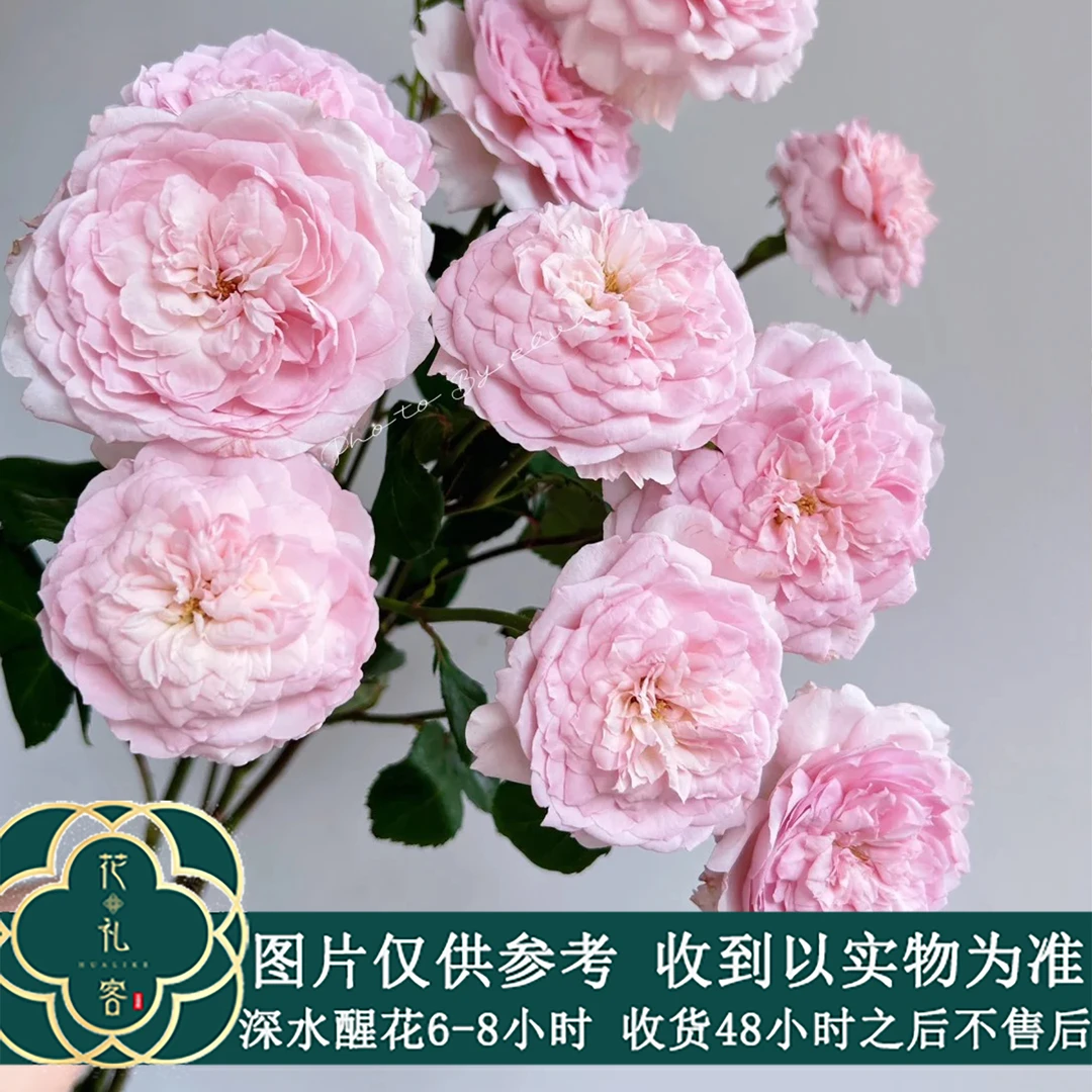 七叶花坊# 【德芮尔-塞拉斯马南】高端稀有玫瑰 鲜花优选 顺丰直发