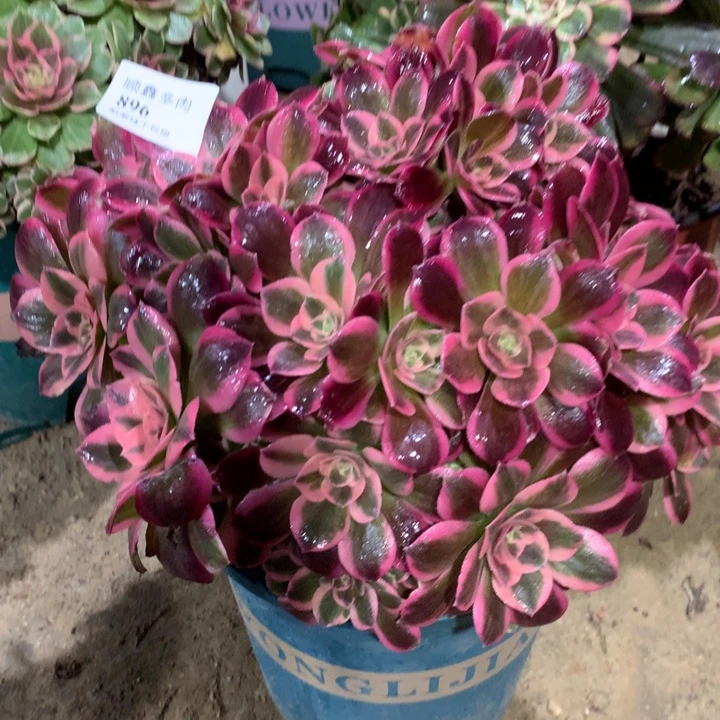 896粉女郎多肉植物特价