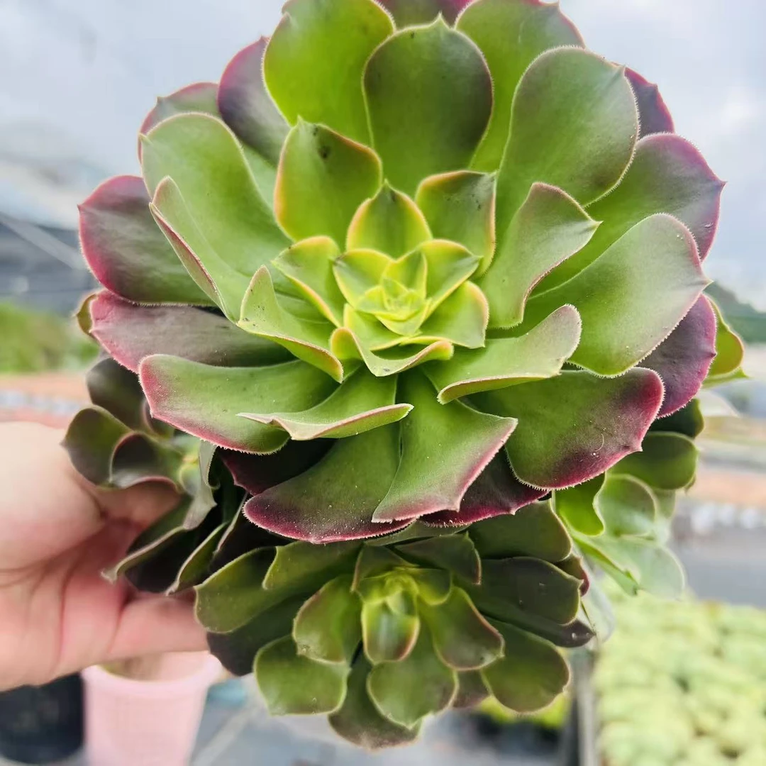 零花钱多肉    韶羞锦    多肉植物