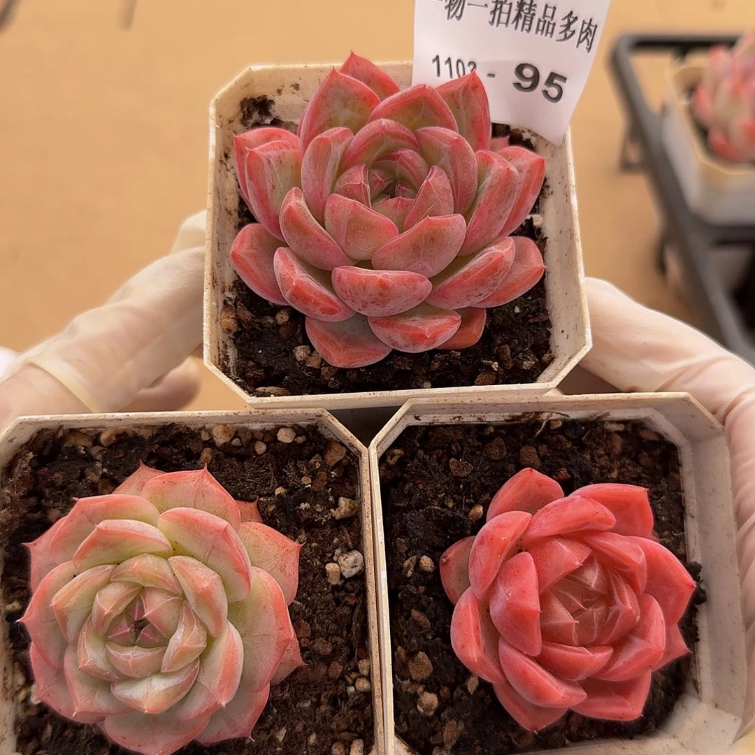 1103-95三颗多肉珍妮