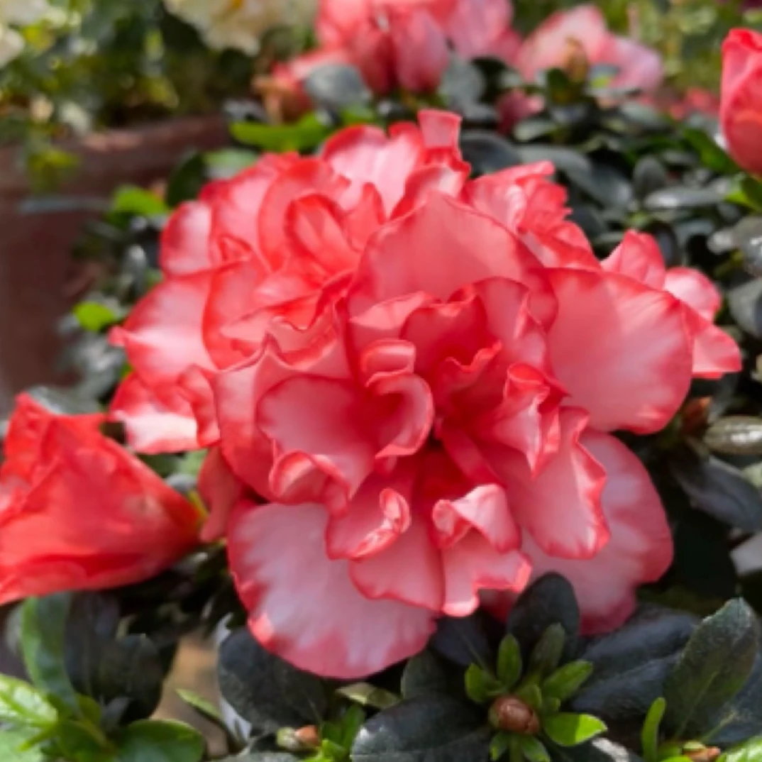 精品烈焰红唇杜鹃花