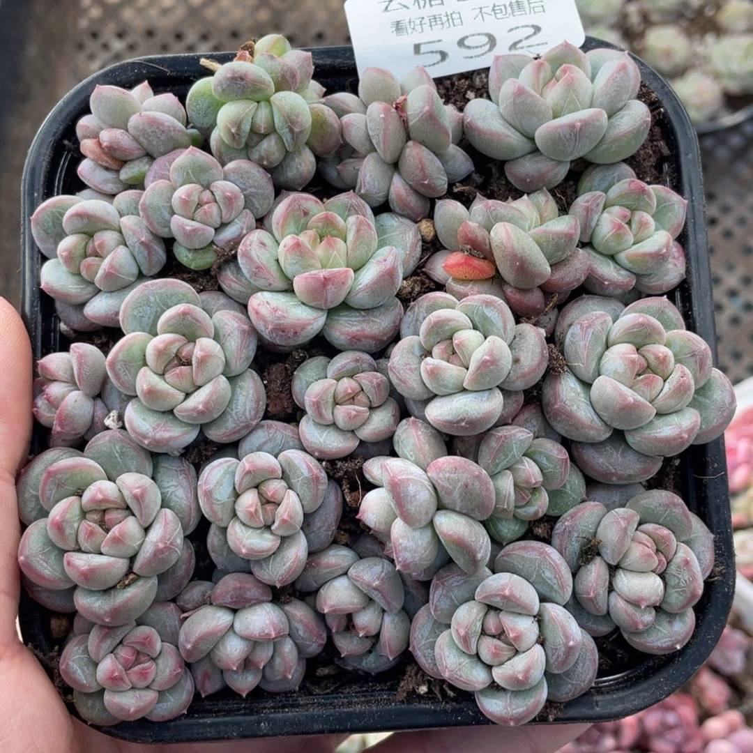 云糖心多肉植物592