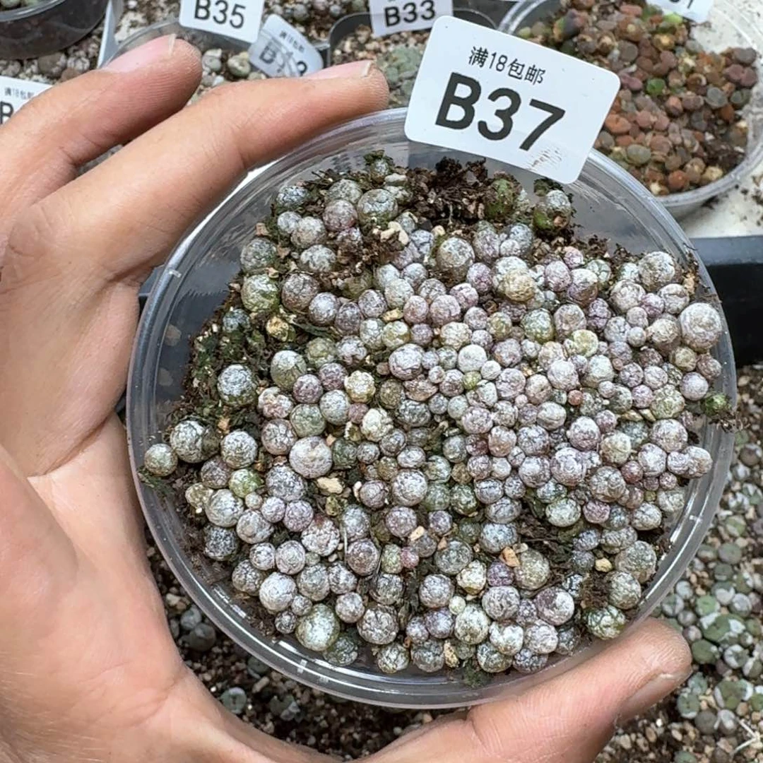 B37。小灯泡一盒 数量贼啦啦多。 尺寸不大