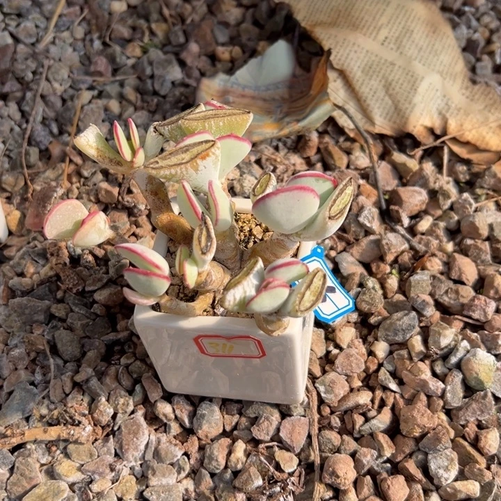 沙***漫一物一拍白眉多肉6