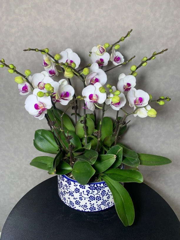 （雪玉）白花红心经典品种蝴蝶兰  室内花卉绿植