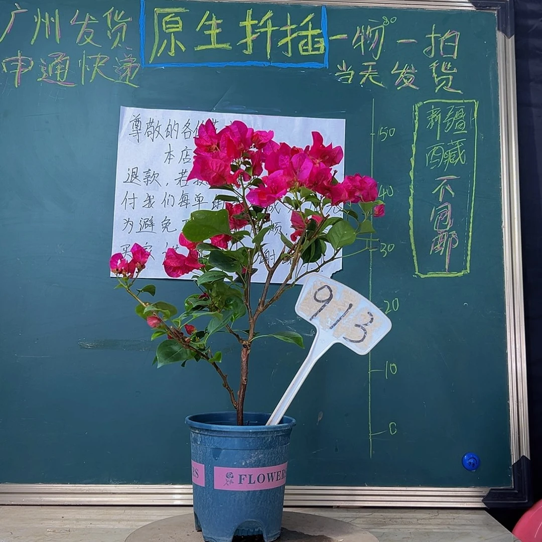 当前无花栽培后可以开花 开播 玫瑰红  913