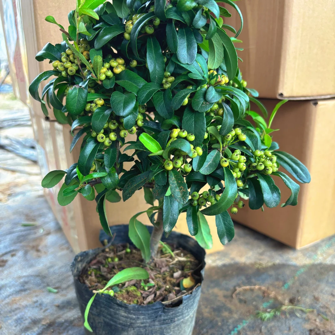 火棘盆景四季常青带果发货金玉满堂吉祥果火棘树苗南北方耐寒植物