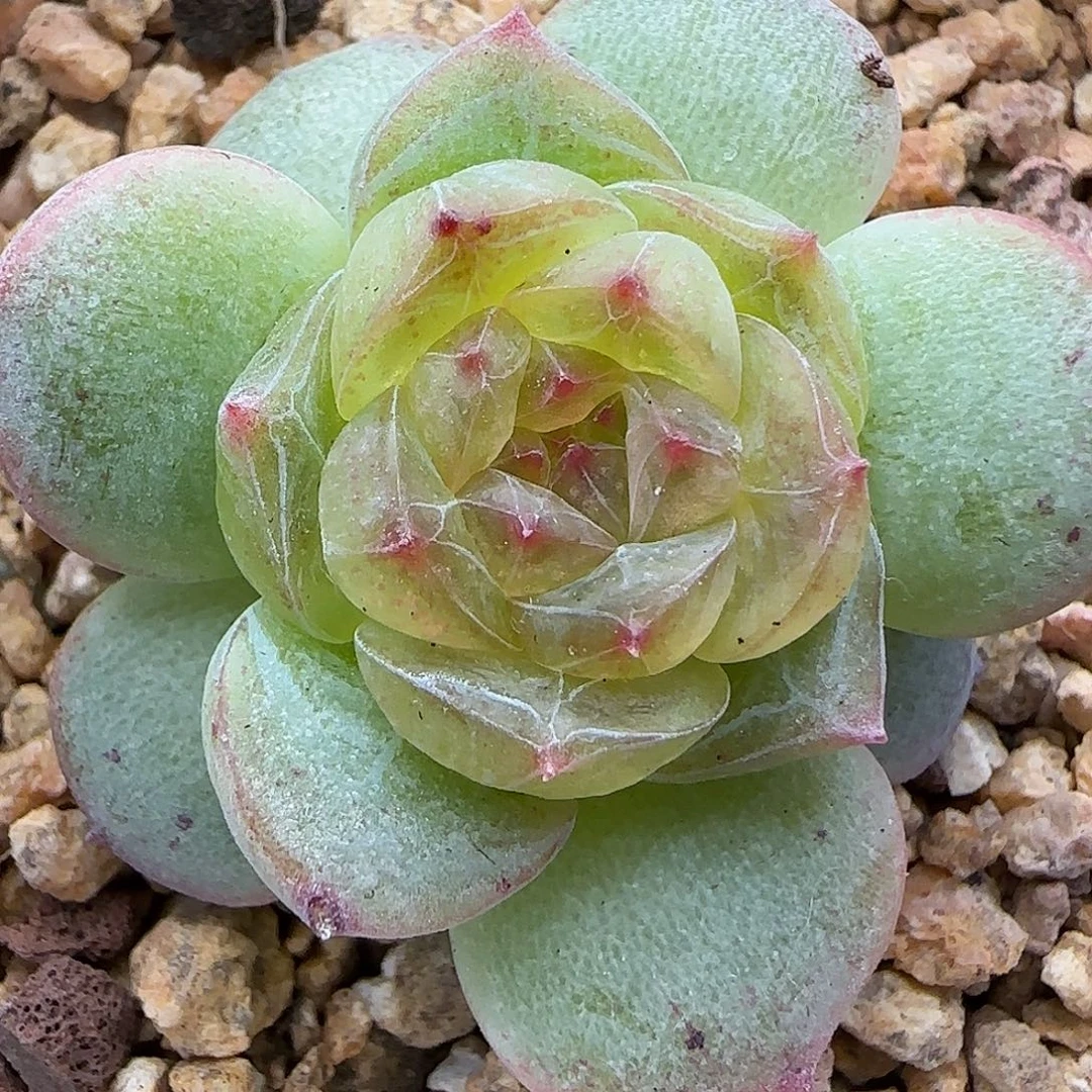 【满29包邮非偏远】225