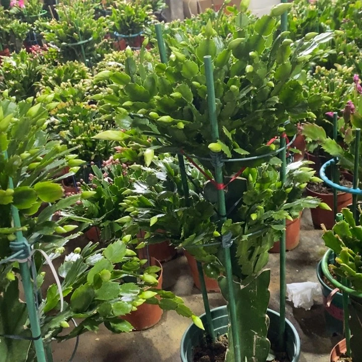 大部分花苞少量开放向**?497嫁接白重