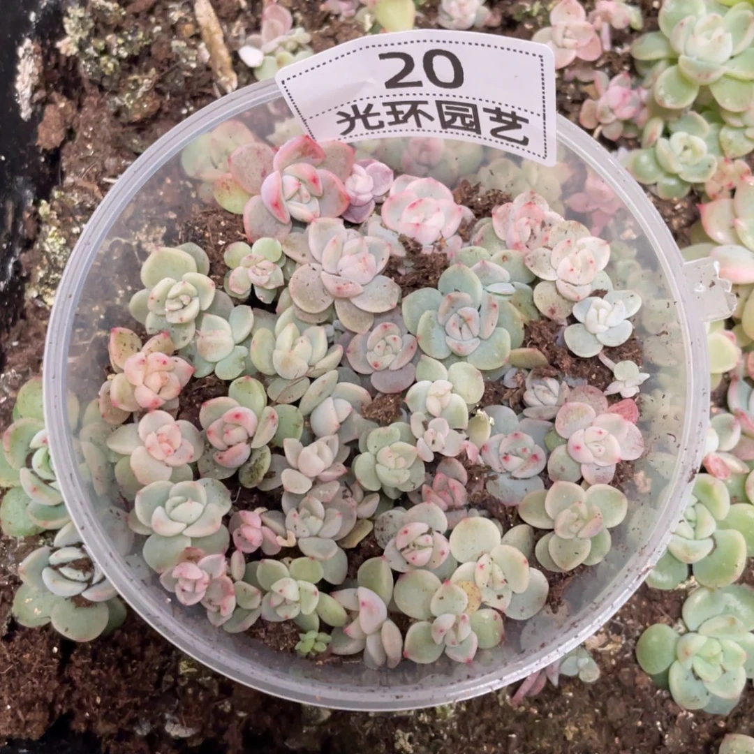 M***e20甘露寺切糕一盒