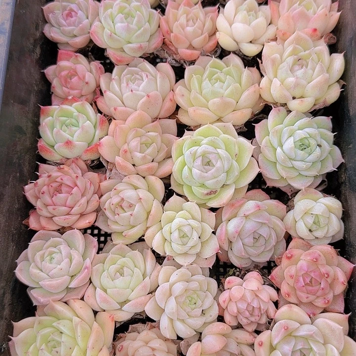 花时光精品多肉48