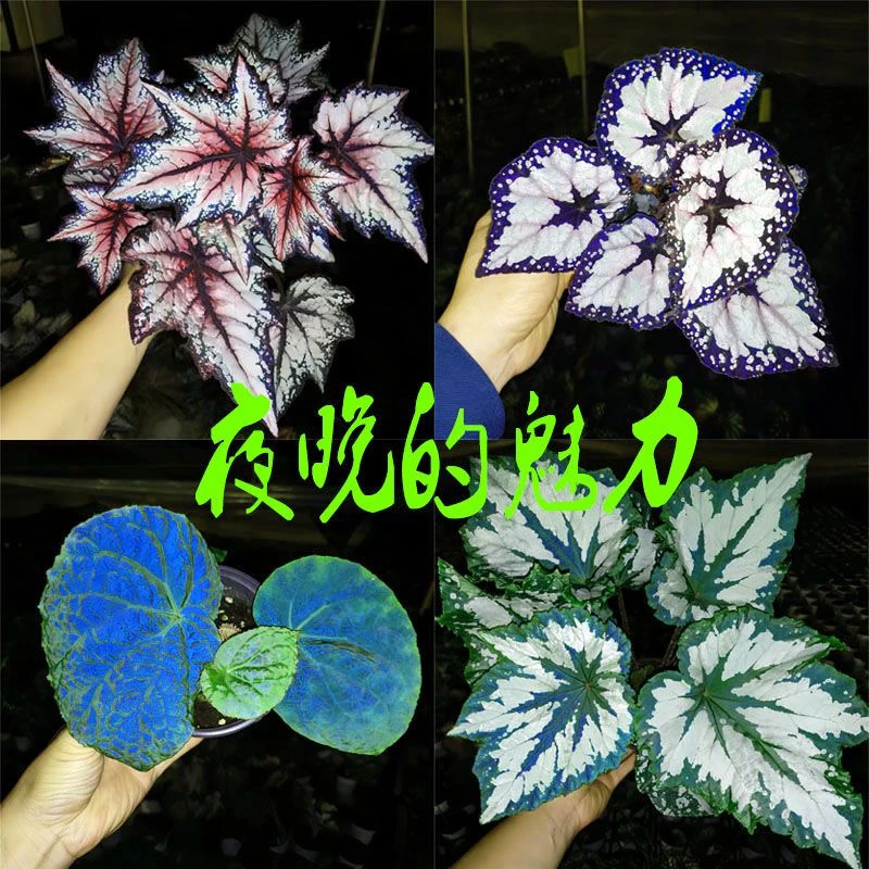 海伦秋海棠盆栽烟火焰火反蓝光彩蜗牛绿植室内阳台观叶植物