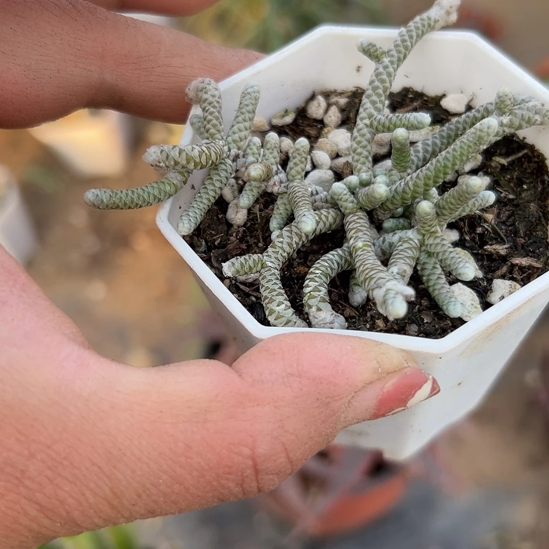 多肉植物银蚕群生