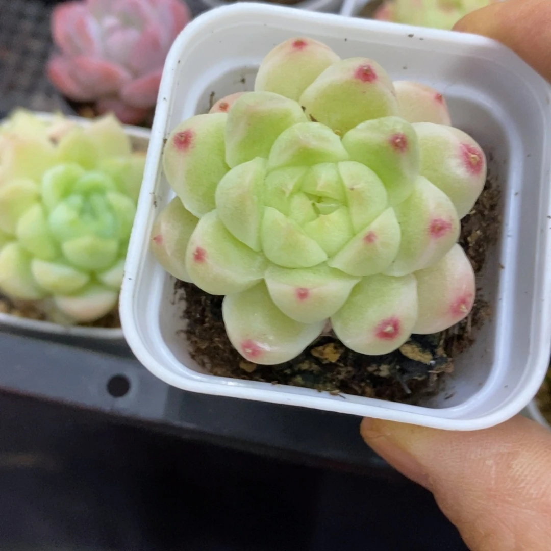 精品多肉一物一拍不包整43