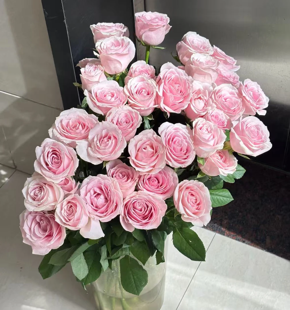 【李先生】（粉色）玫瑰月季花盆栽室内阳台盆栽带花苞发货