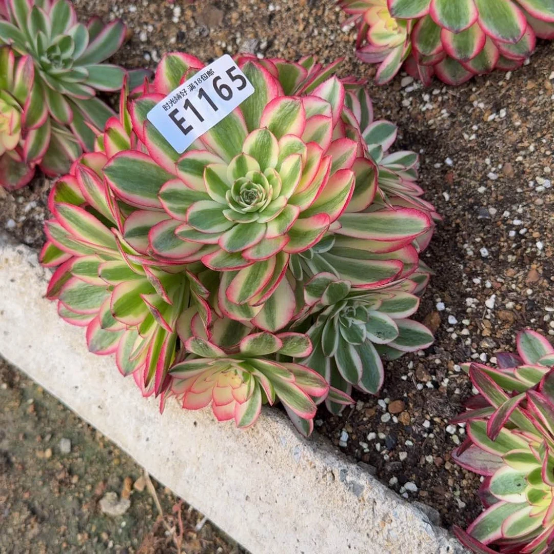 用****31165荔枝到秋天。多肉植物