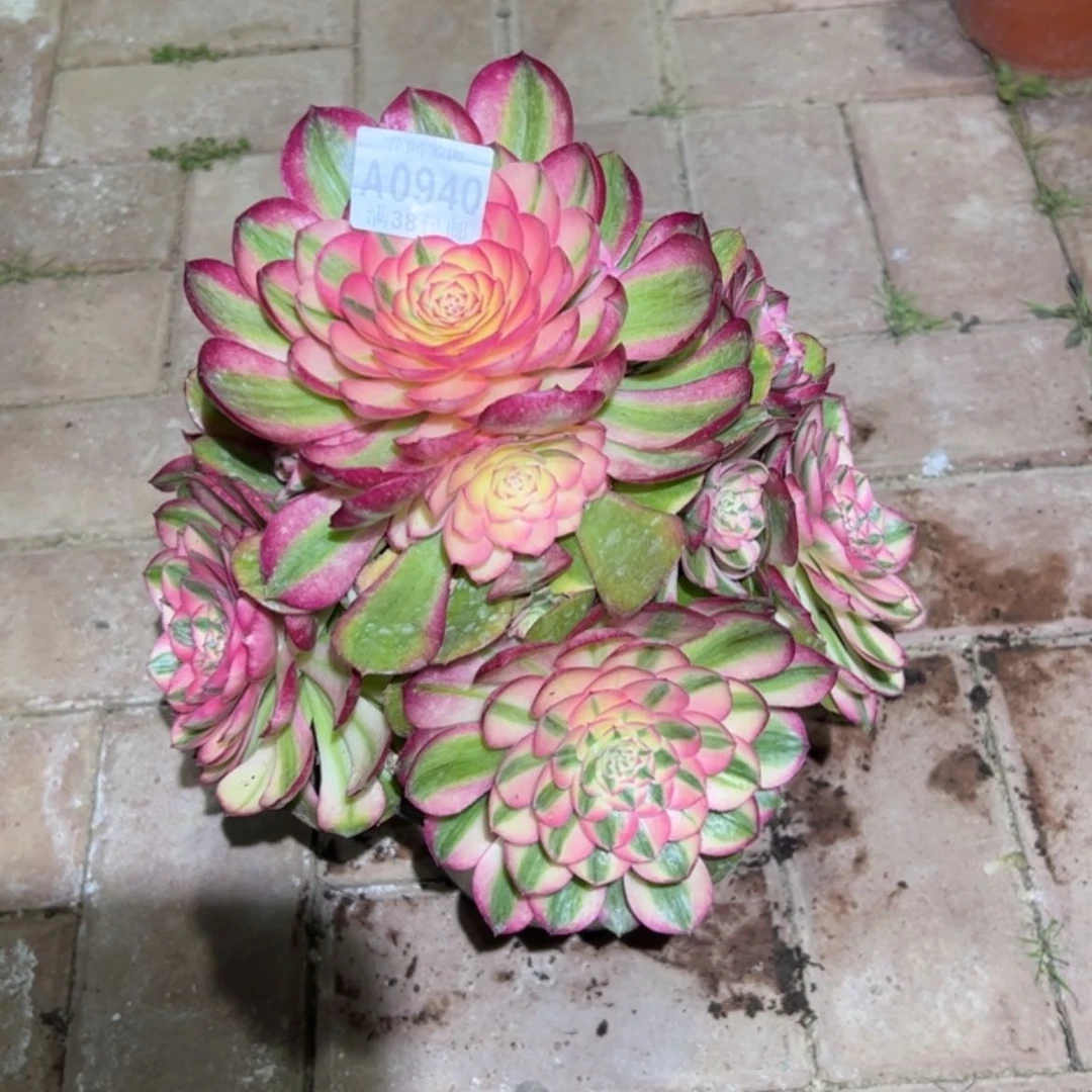 【闪购商品】黑***使940荔枝多肉