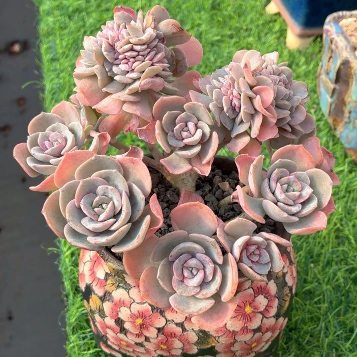 多肉植物 樱花季-4