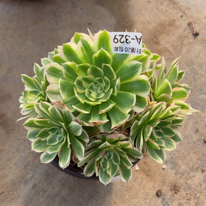 329海王多肉1234467多肉