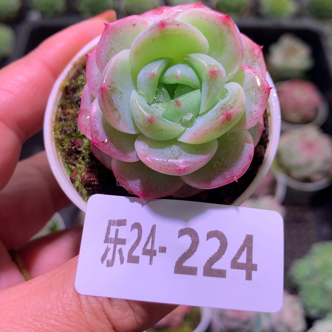 乐然24-224 新品