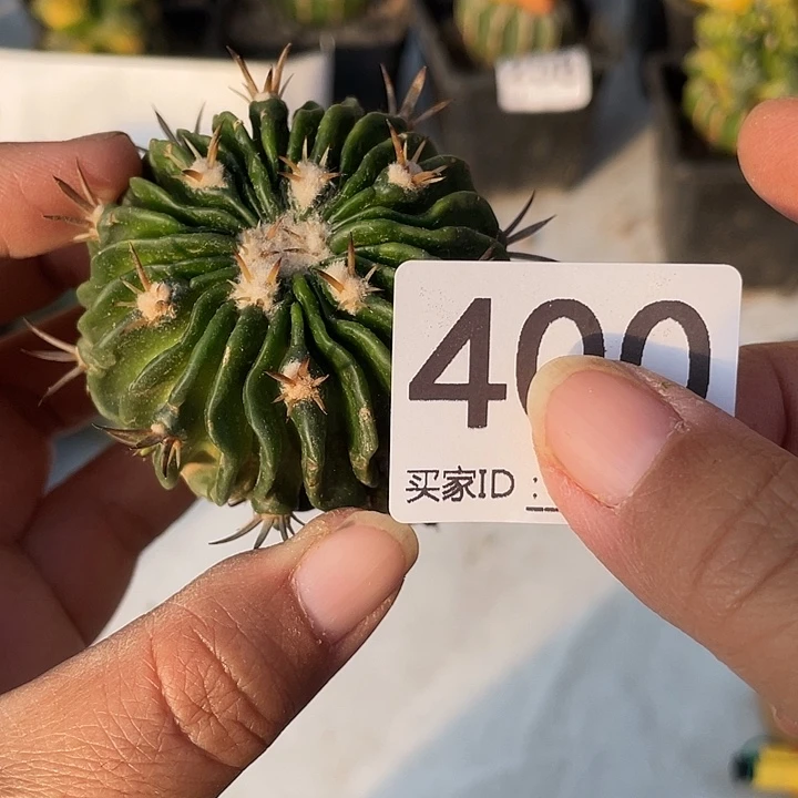 400号千波万波一个