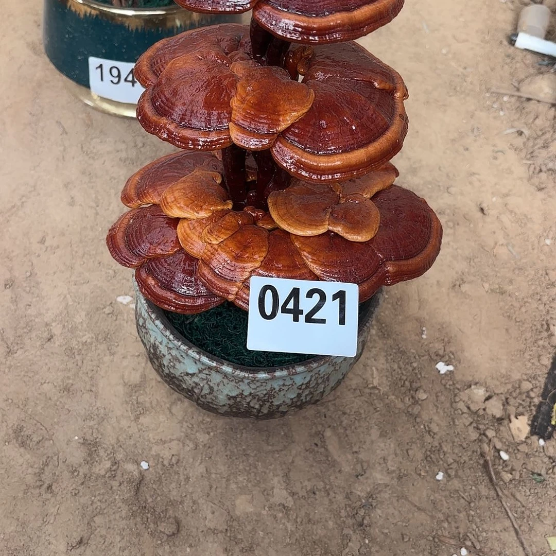 无花朵灵芝是我国著名植物