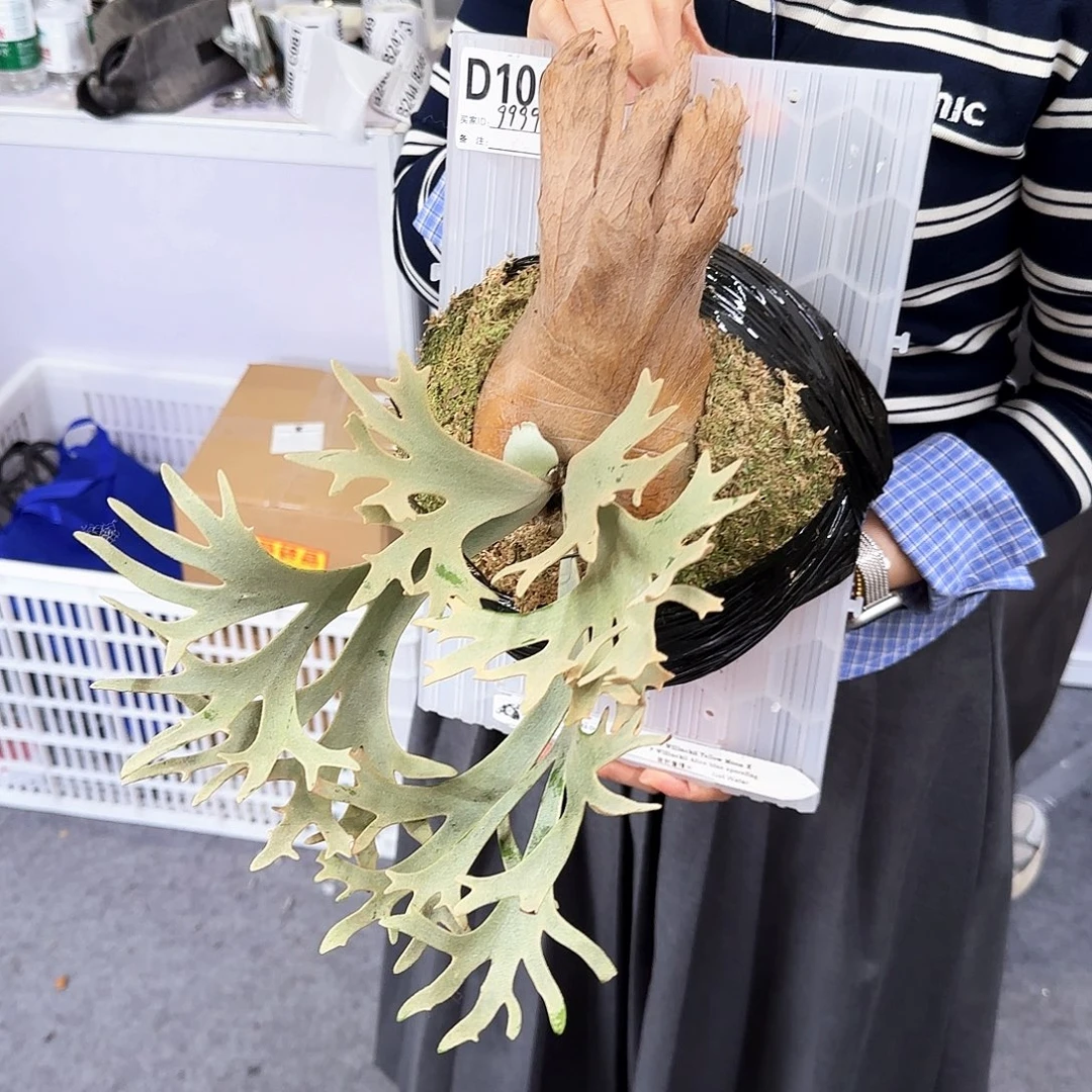 纳***错无花朵鹉力对蕨鹿角蕨