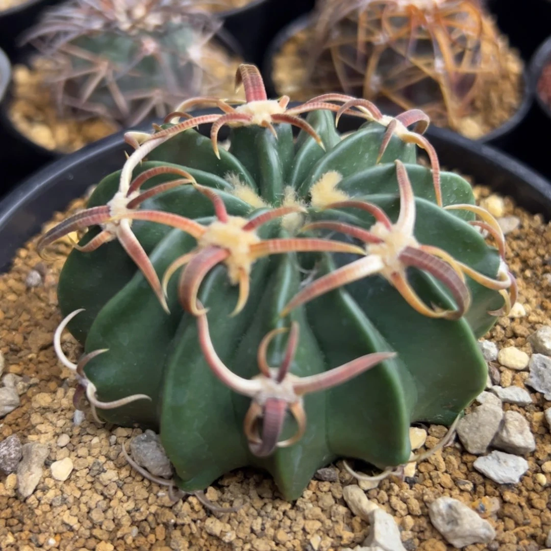 晴***空完全开放仙人球一物一拍