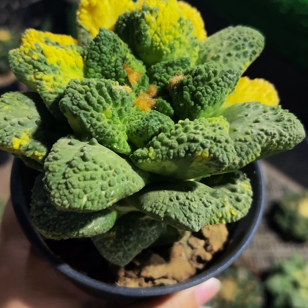 无花朵福利连山哥斯拉锦012