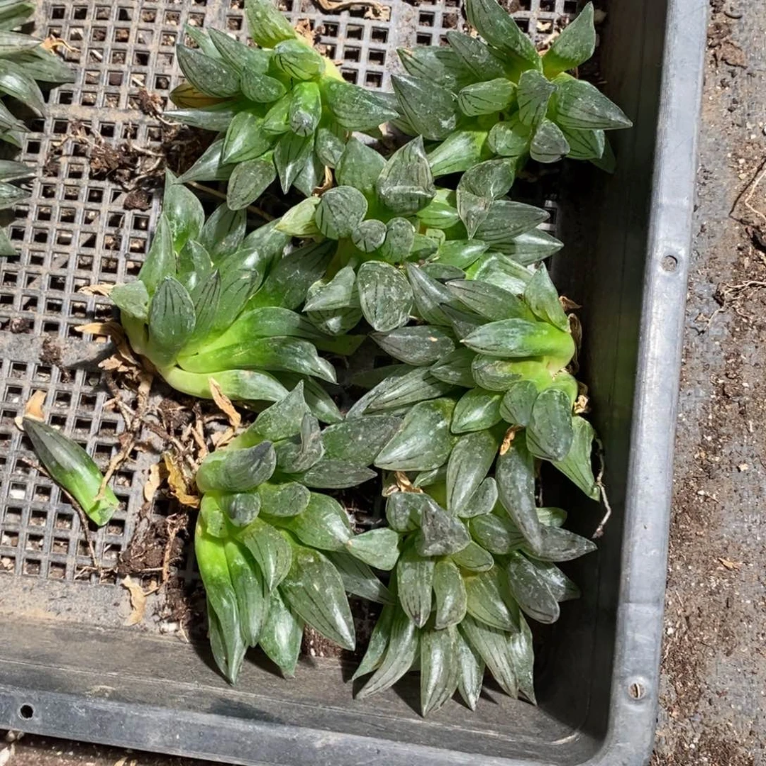 16182。一颗单头西瓜寿 超级618福利。