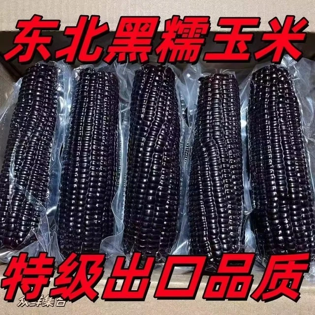 【10棒】正宗东北糯玉米黑糯玉米真空包装黏糯玉米大棒黑糯玉米