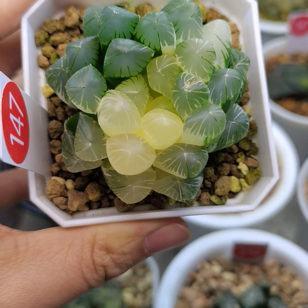 147号实生玉露锦一物一拍带盆土发货