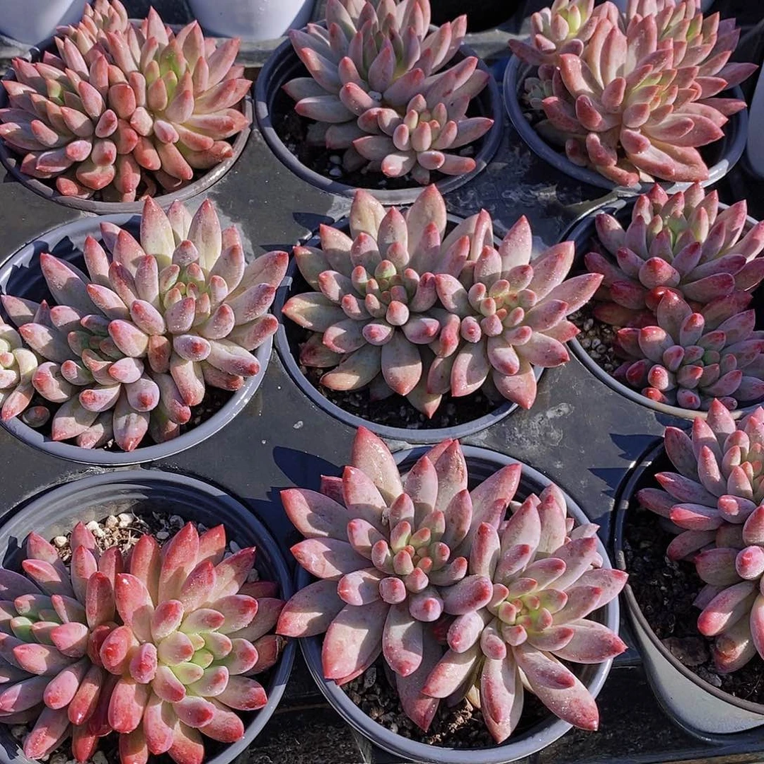 0728-双头虞美人福利一颗量拍