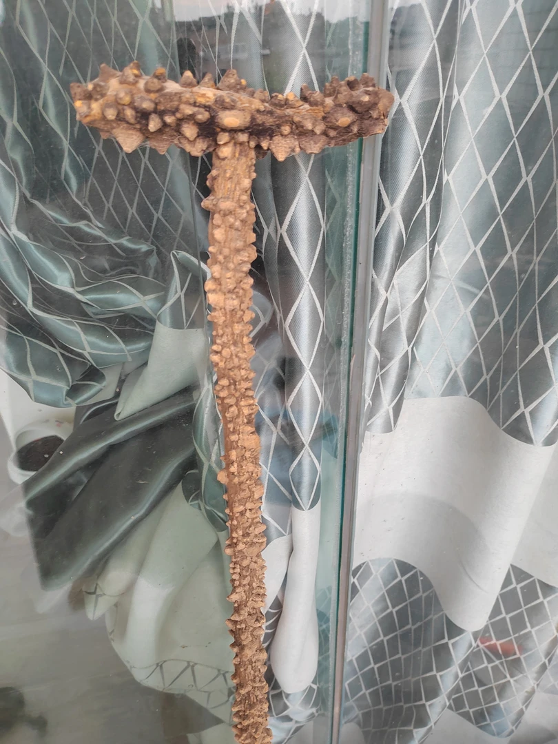 贵州见血飞木扙，