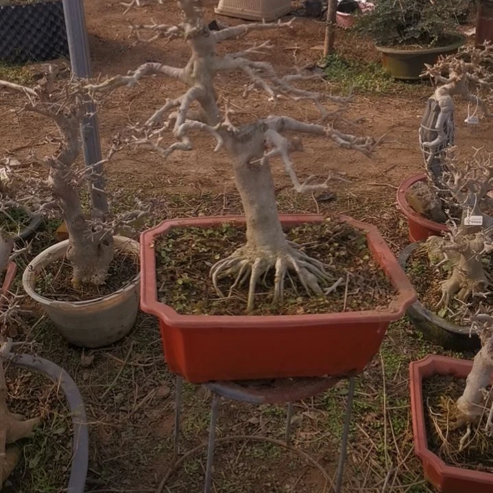 对节白蜡盆景嘿***?对节白蜡盆景