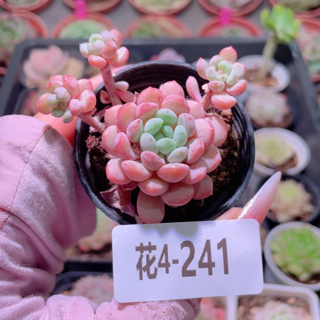 花利美4-241珍珠豆