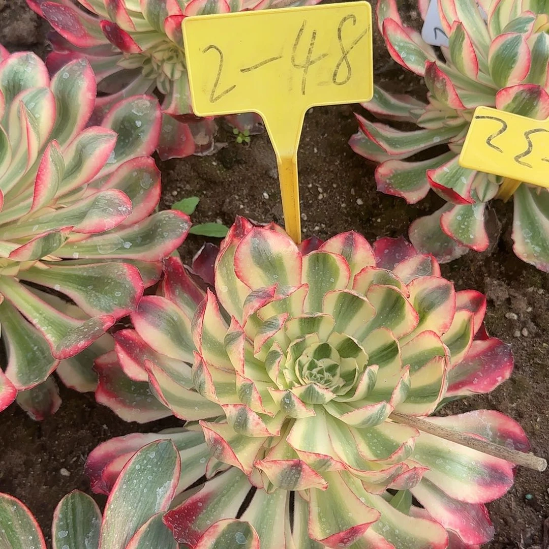 2-48---多头多肉植物