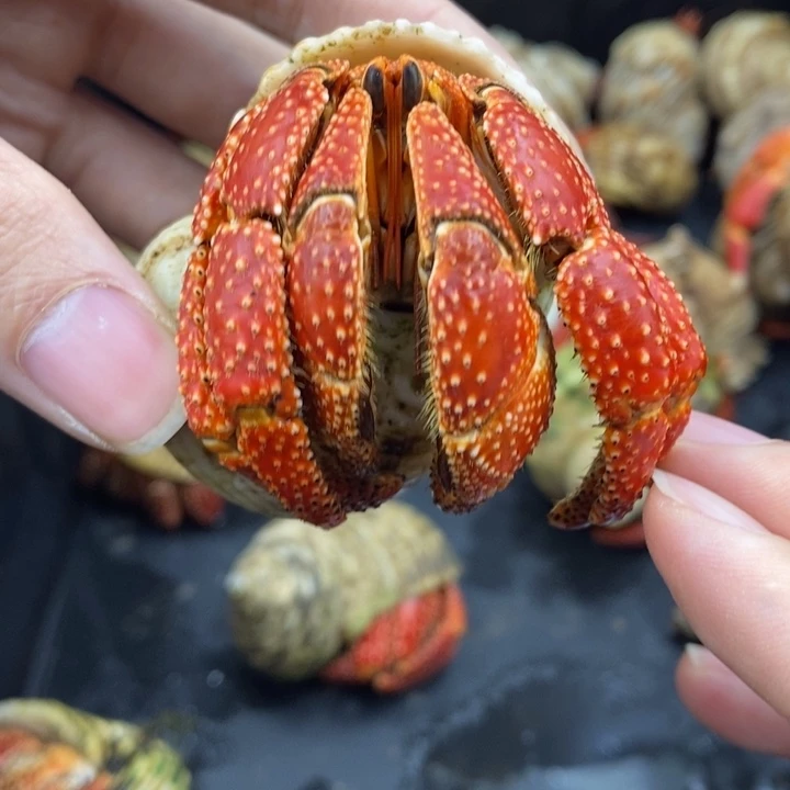 4.1口通体正红斐济草莓