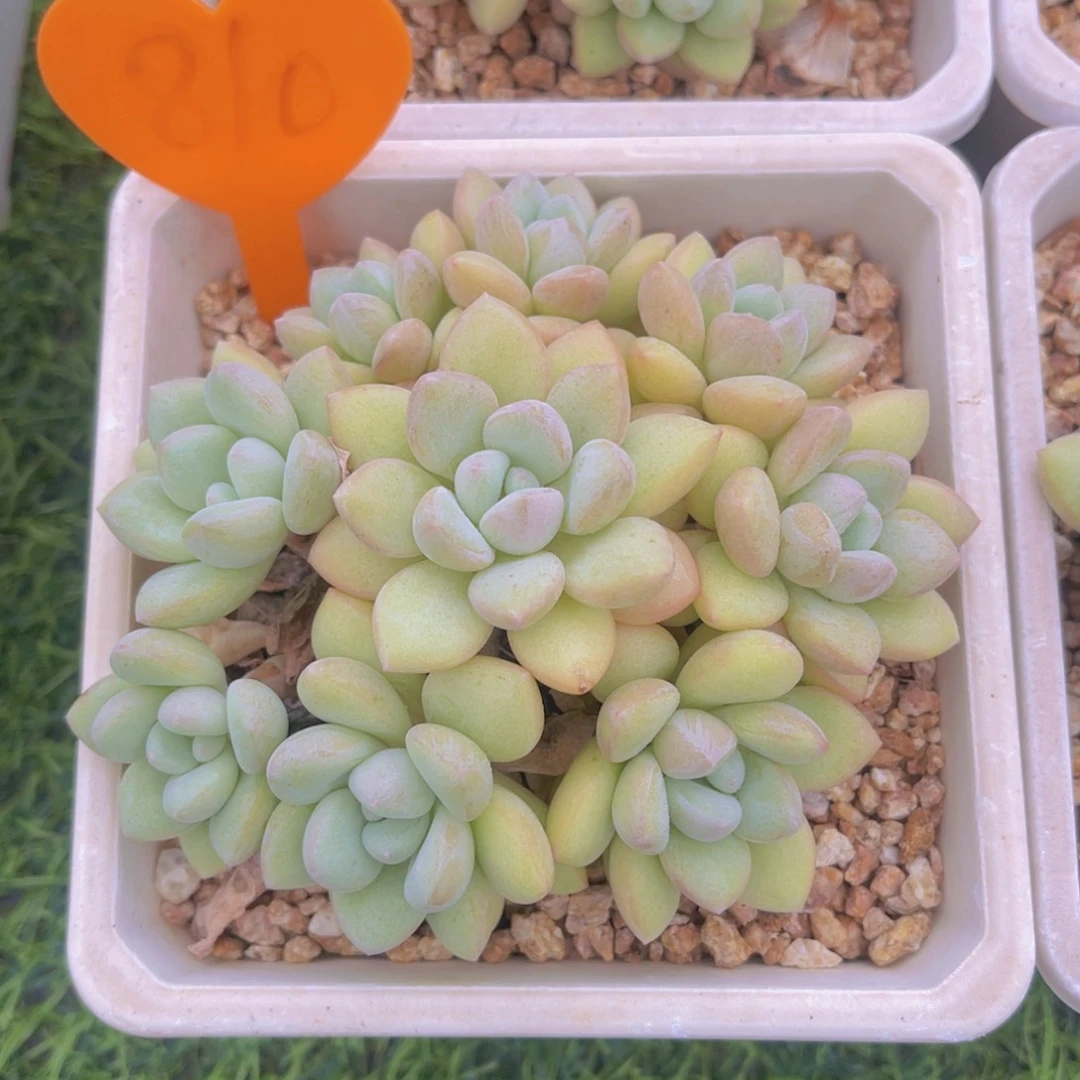 。***。810号多肉植物一物一拍