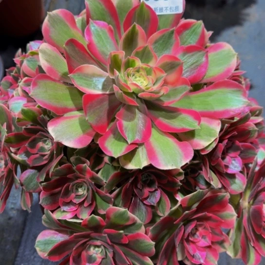 粉女郎055777777777