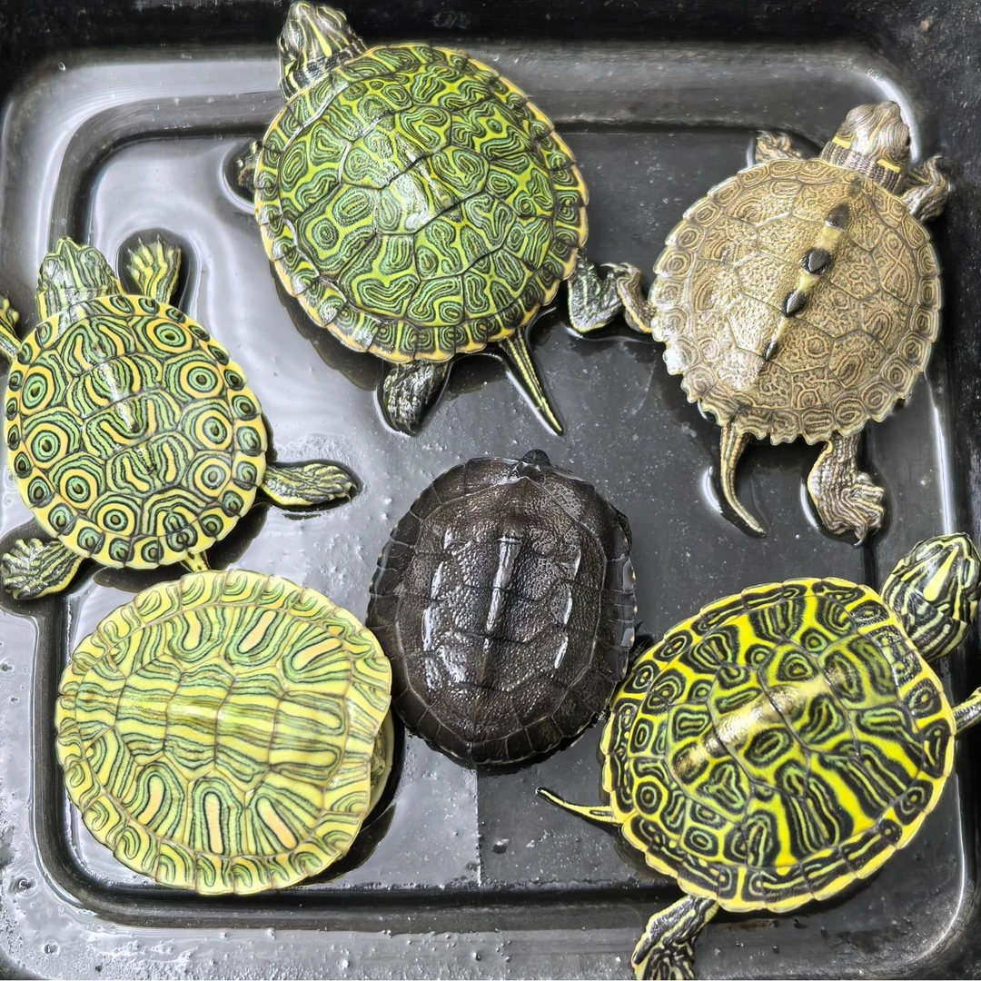 无锡无极 黑颈杂 格兰德 大河甜甜圈 地图 火焰 阿拉巴马 随机发