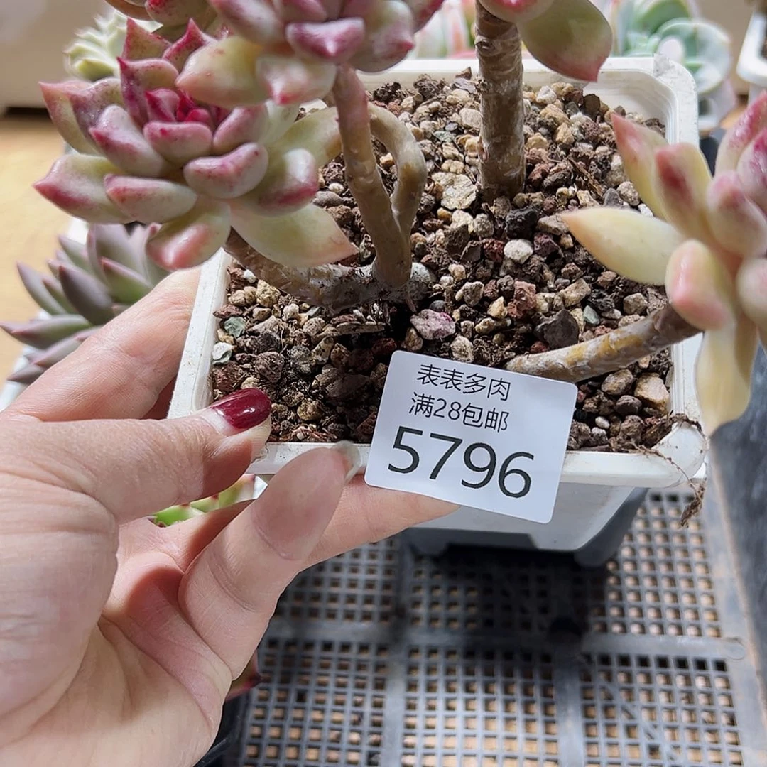 9号我们的确是一个5796