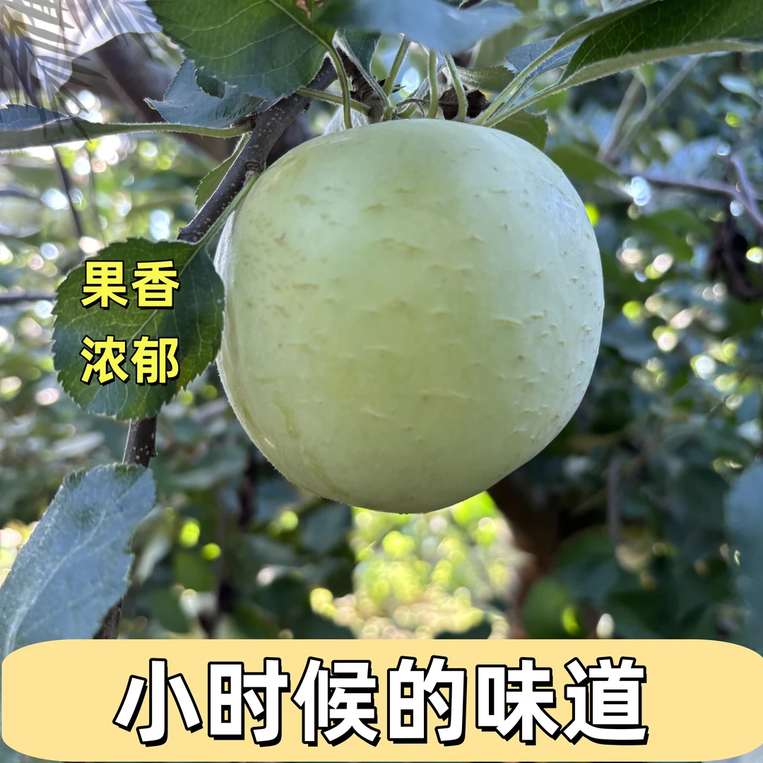 【晚熟膜袋青苹果】酸甜脆2025年新鲜青苹果新鲜应季青苹果现摘现发
