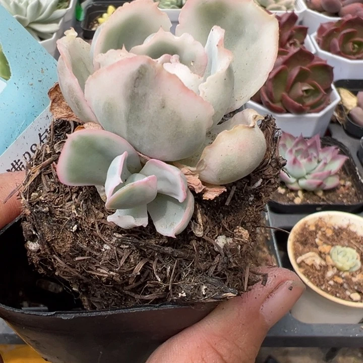 伯克利锦多肉植物522