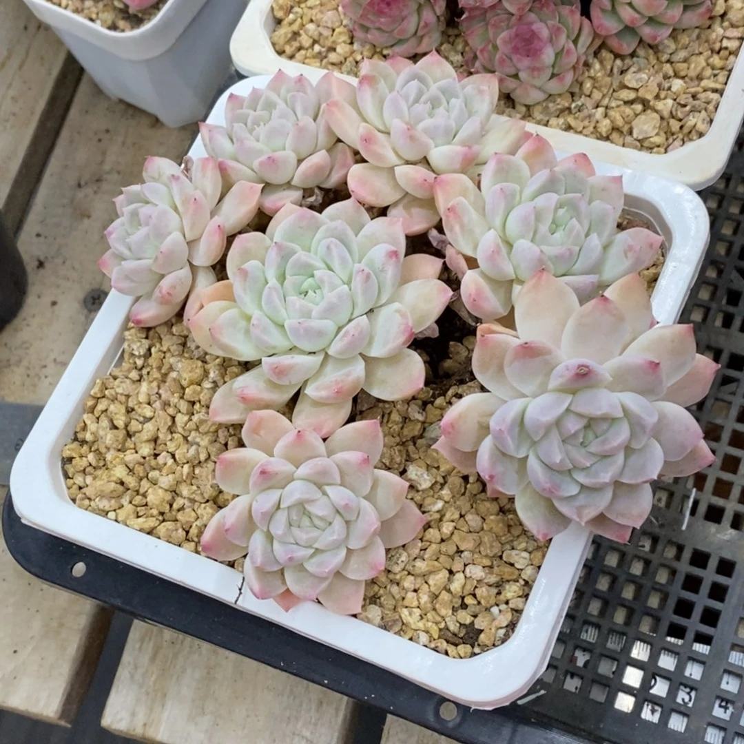 精品多肉一物一拍不包整283